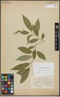 Foto von Salix alba L. x Salix pentandra L.